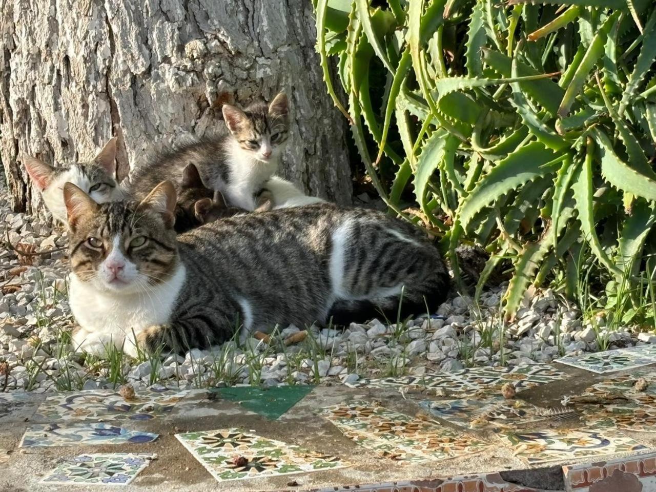 Dar Louzir A Tazarka Villa Kültér fotó